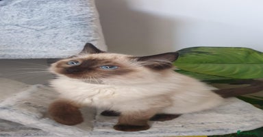 Ragdoll cats Beautiful GCCF Registered Ragdoll Kittens. - Advert 8