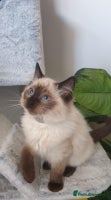 Ragdoll cats Beautiful GCCF Registered Ragdoll Kittens. - Advert 8