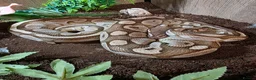 Python Snake reptiles for sale: Ball python  in Buxton - Advert 3