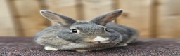 Dutch rabbits for sale: Dutch Does - Advert 4