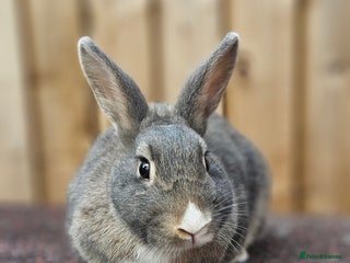 Dutch rabbits 2 Pairs Female Rabbits - Advert 22