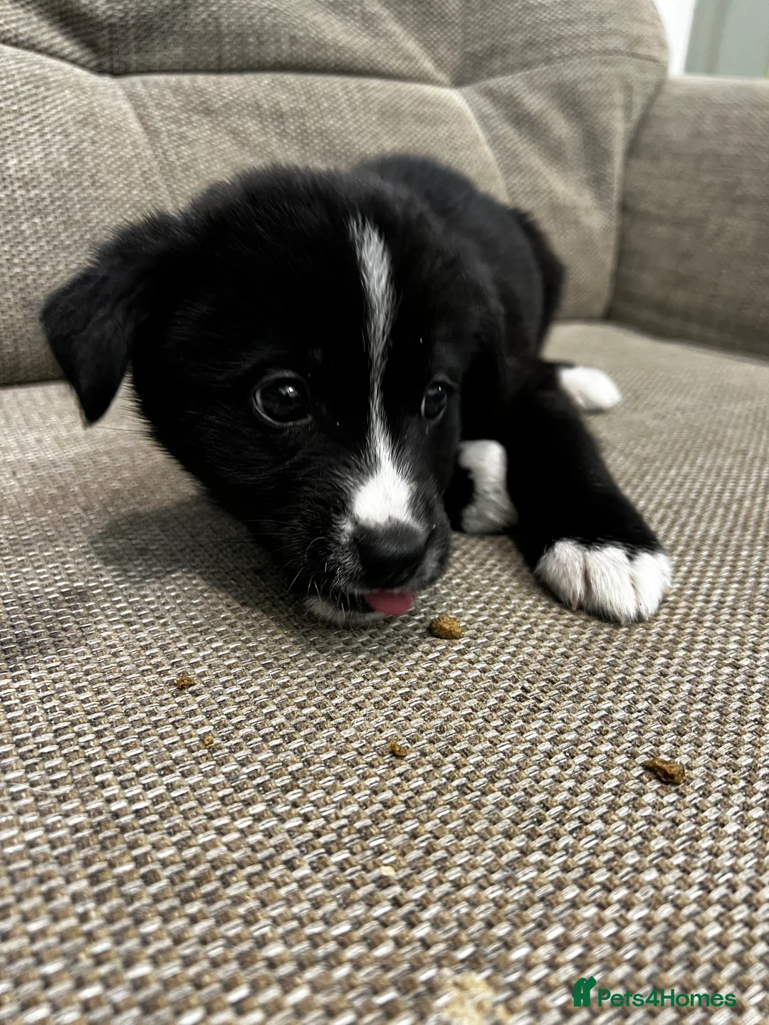 Mixed Breed dogs for sale: Bernese X Huskydor Pups - Advert 19