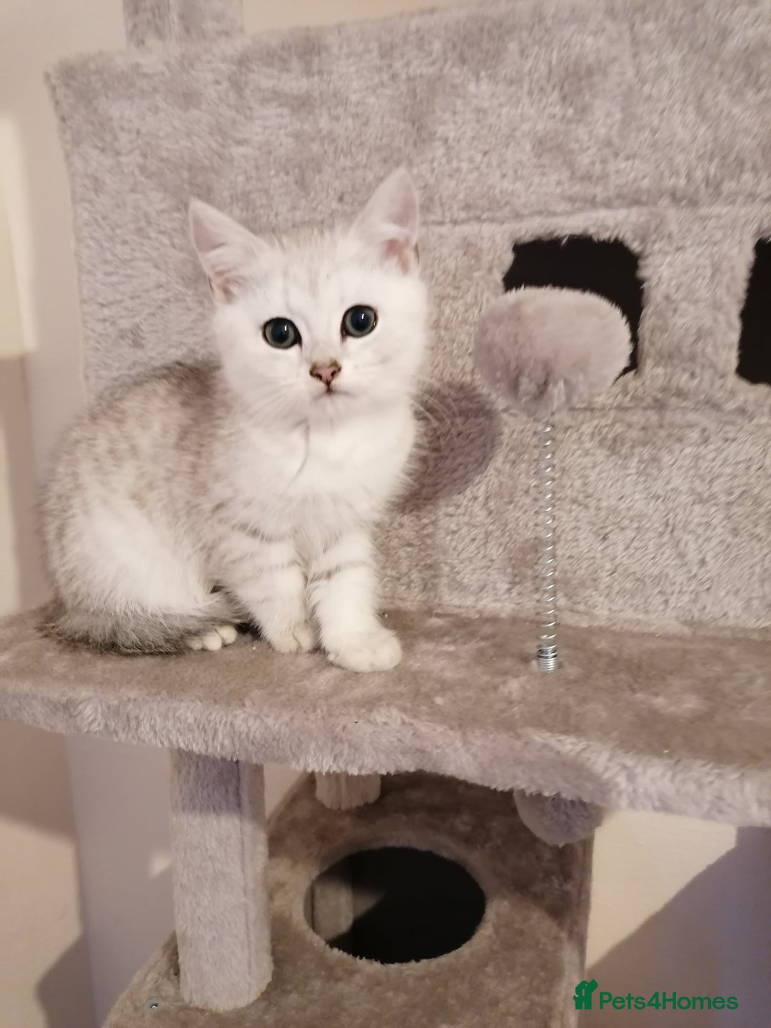 Mixed Breed cats for sale: Ragdoll x persian - Advert 6