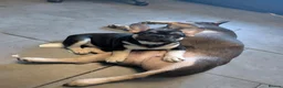 French Bulldog dogs for sale: Last 3 Gorgeous Female Frenchie Pups - Advert 13