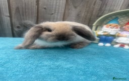 Mini Lop rabbits for sale: Mini lop babies ready to go - Image 12