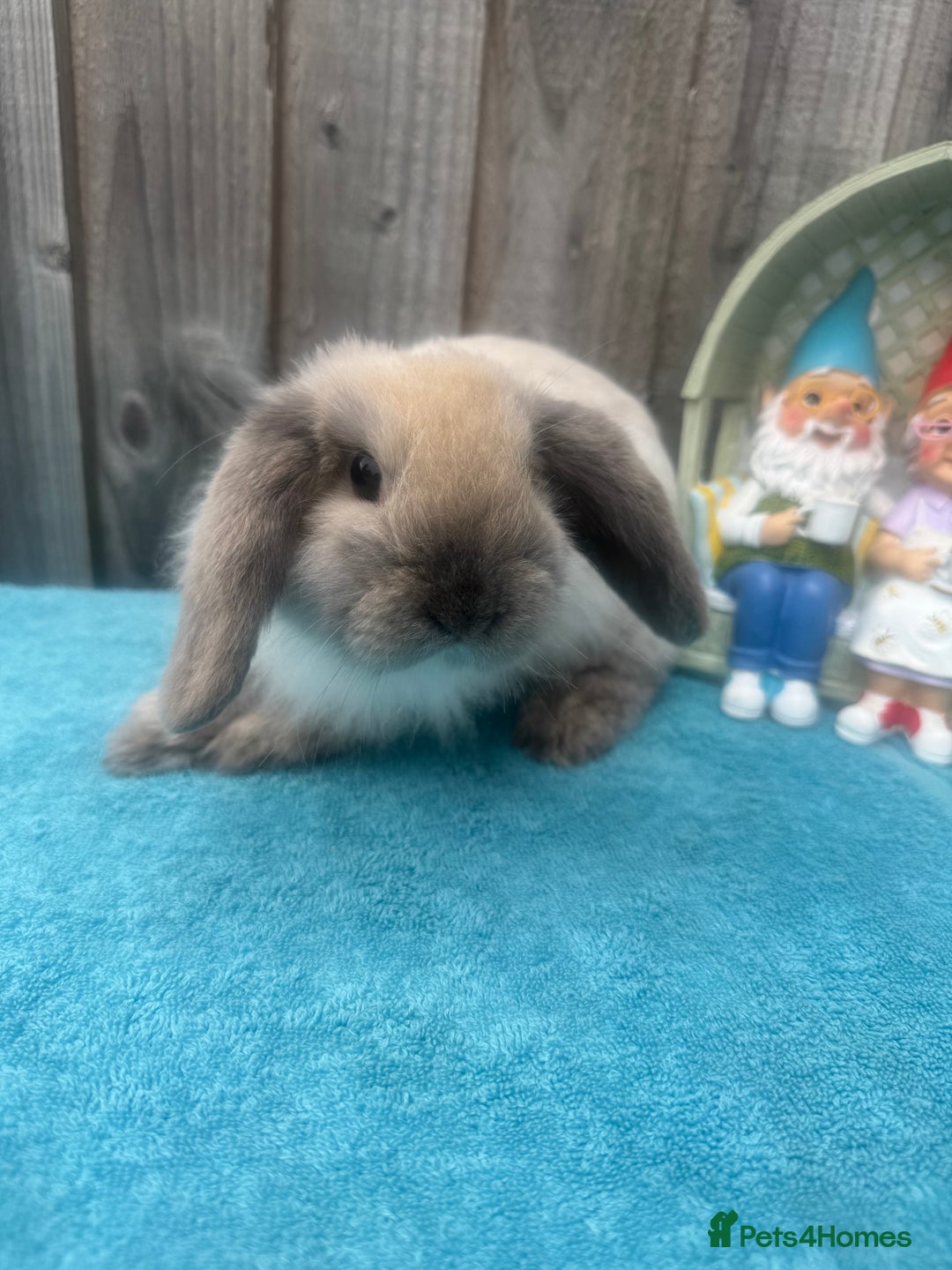 Mini Lop rabbits for sale: Mini lop babies ready to go - Image 12