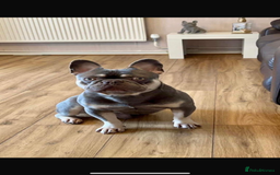 French Bulldog dogs for sale: Blue Lilac & Tan French bulldog Puppies  - Image 9