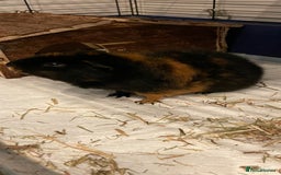 Guinea Pig rodents for sale: Male guinea pig - Image 3