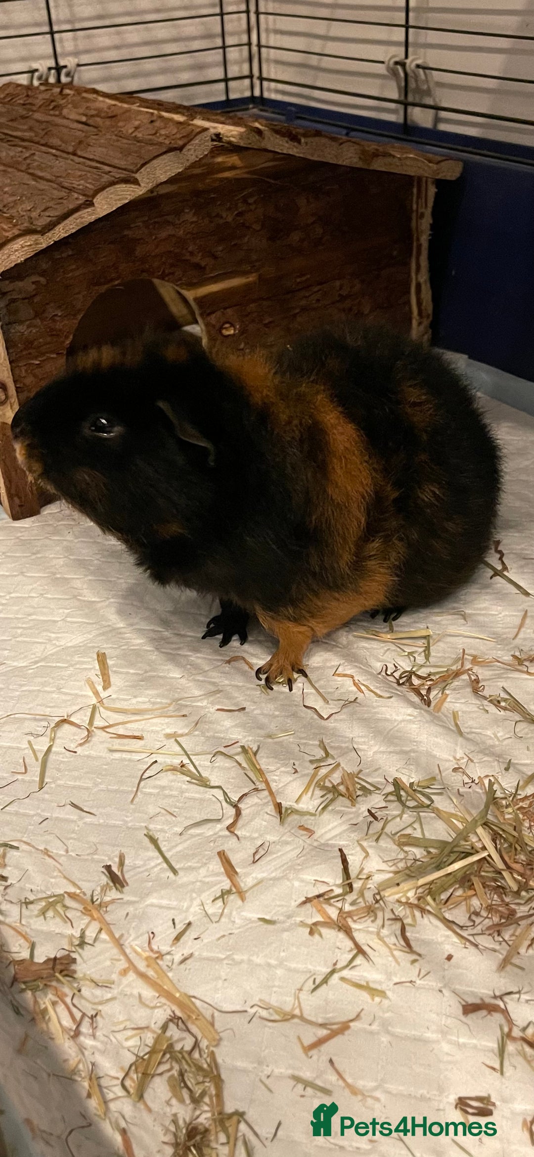 Guinea Pig rodents for sale: Male guinea pig - Image 3