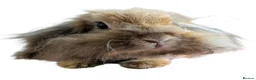 Lionhead rabbits for sale: Double lionhead mini lop Fawn Doe 3 years old - Advert 4