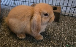 Mini Lop rabbits for sale: Pure bred mini lops ready to go - Image 11