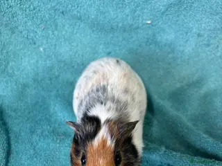 Guinea Pig rodents Rough boars - Advert 13