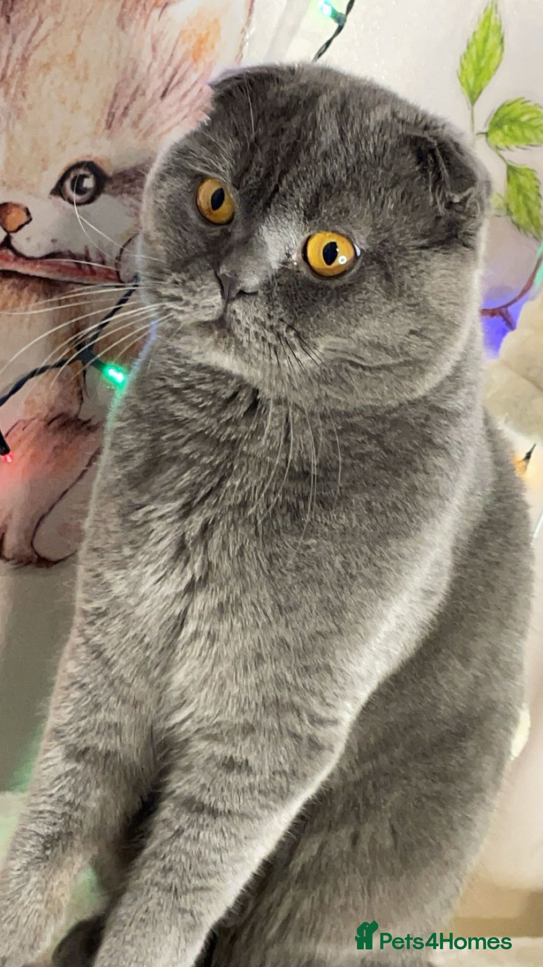 Scottish Fold cats for sale: Scottish fold male cat for rehome.  - Advert 6