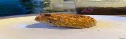 Frog reptiles for sale: Apricot Pac Man Frog - Advert 3