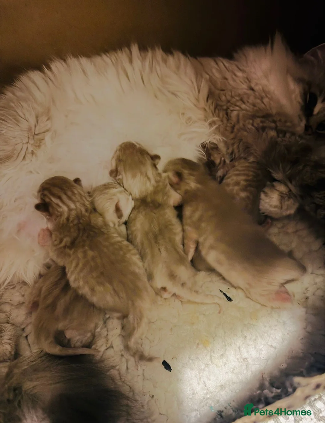 Ragdoll cats for sale: Stunning Seal Tabby Mink Boy - Advert 5