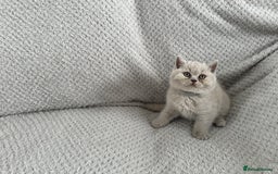 British Shorthair cats for sale: Pedigree BSH kittens  - Image 4