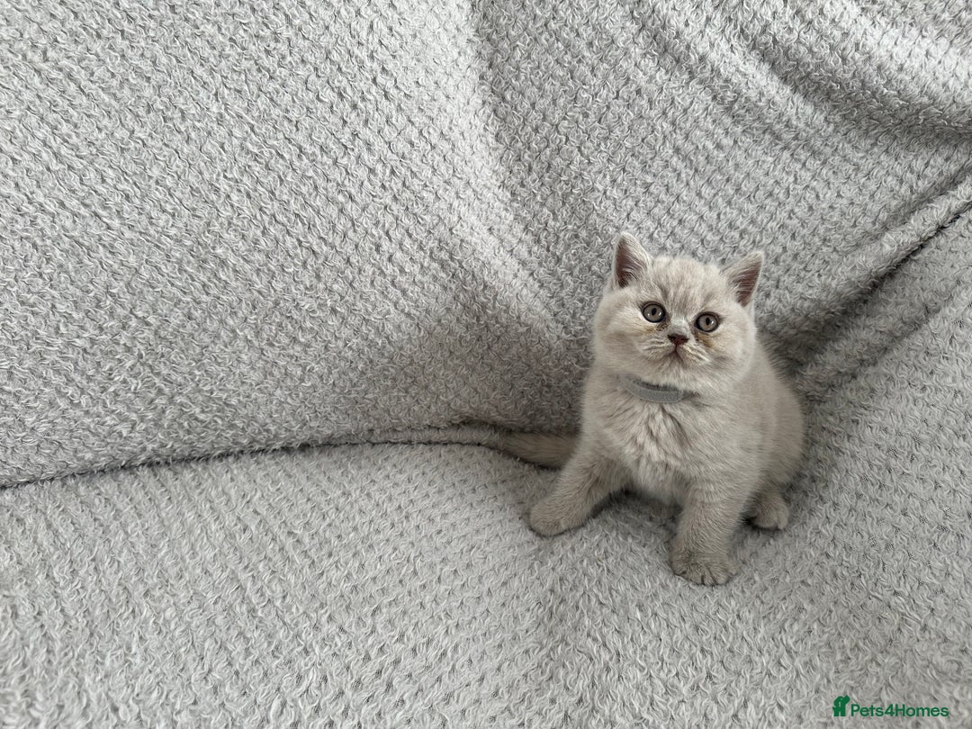 British Shorthair cats for sale: Pedigree BSH kittens  - Image 4