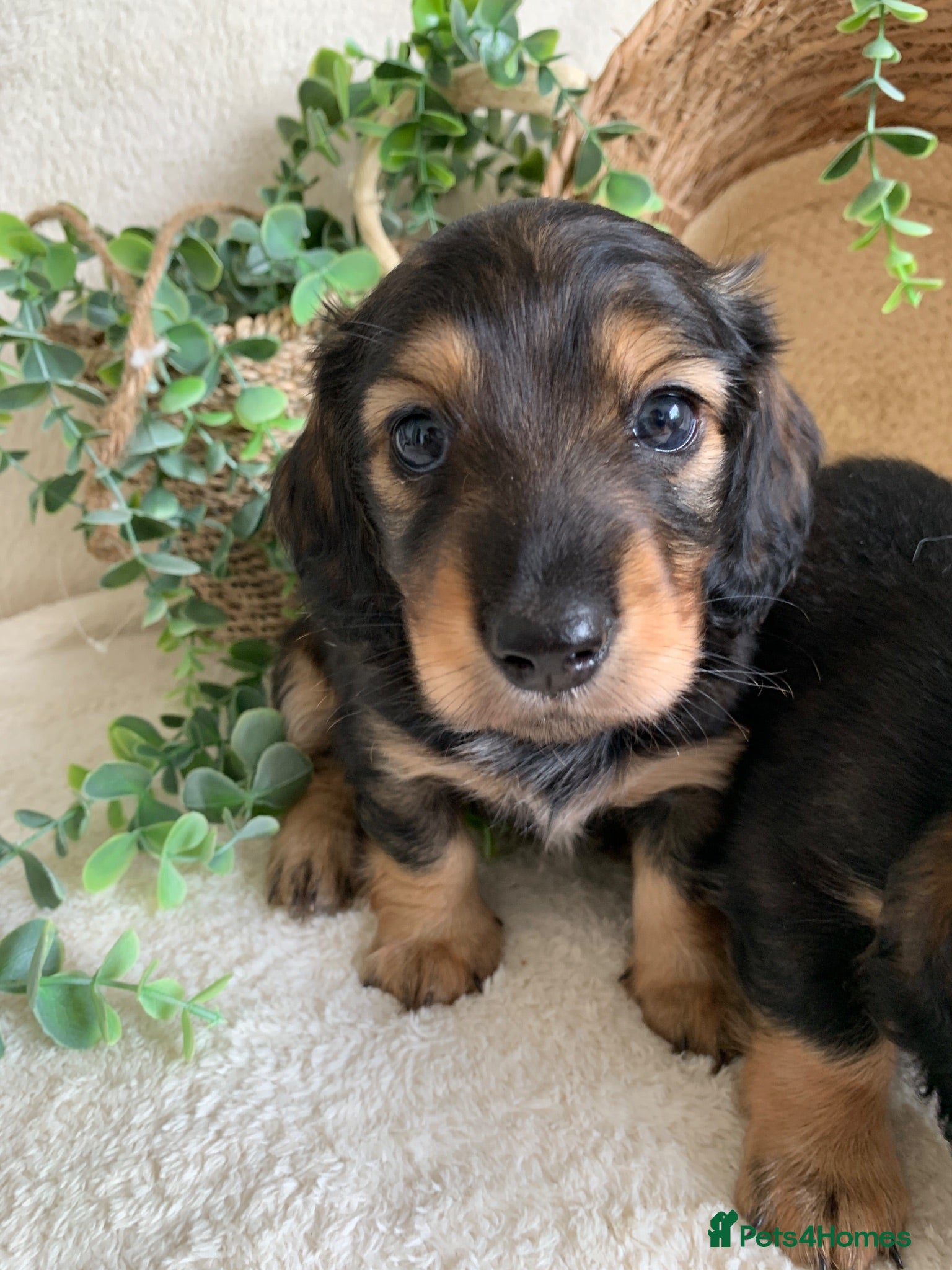 Miniature Dachshund dogs DNA TESTSED LONGHAIR MINI DACHSHUND  - Advert 2