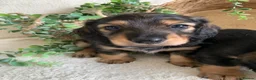 Miniature Dachshund dogs for sale: DNA TESTSED LONGHAIR MINI DACHSHUND  - Advert 2