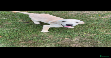 Golden Retriever dogs - Advert 2