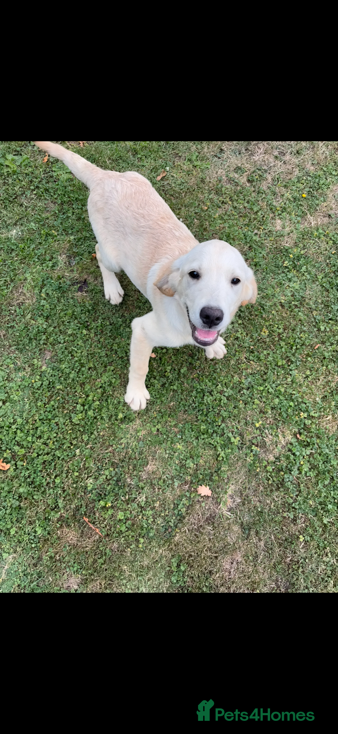 Golden Retriever dogs for sale: 3 beautiful golden retriever labs for sale - Image 2