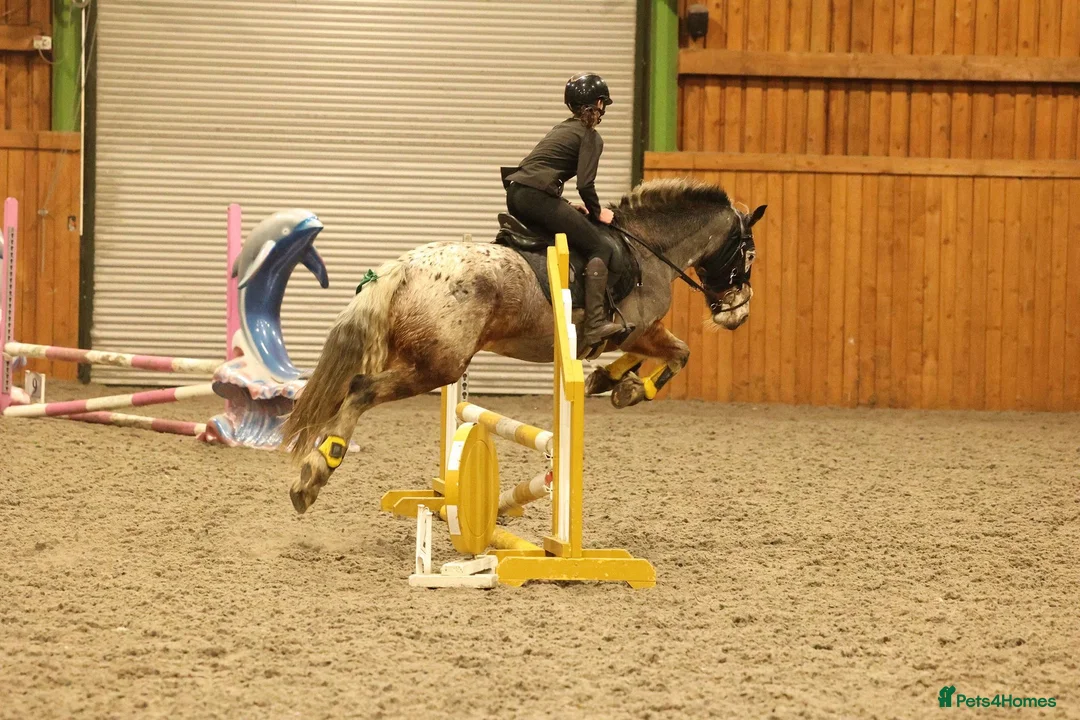 Appaloosa horses for sale: Red roan Appaloosa cross in Chesterfield - Advert 2