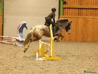 Appaloosa horses Red roan Appaloosa cross - Advert 8