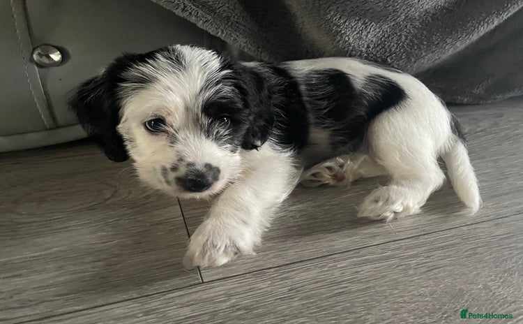 Mixed Breed dogs - Advert 2