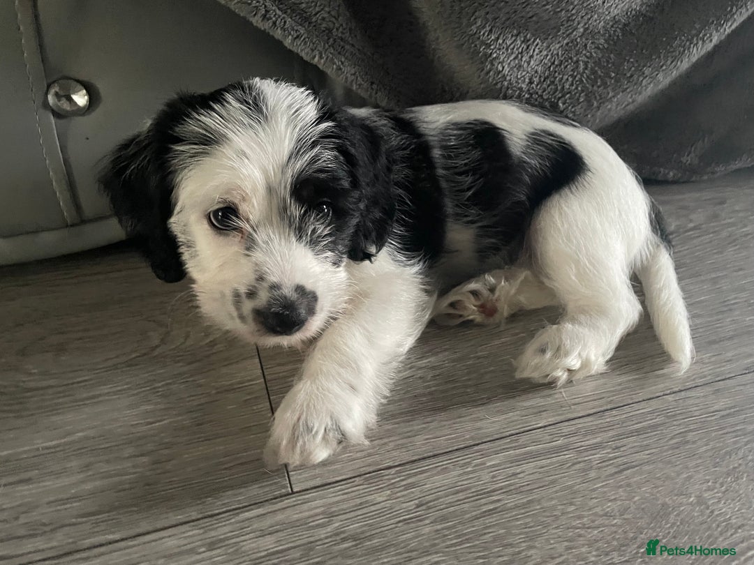 Mixed Breed dogs for sale: Jackapoo  - Image 1