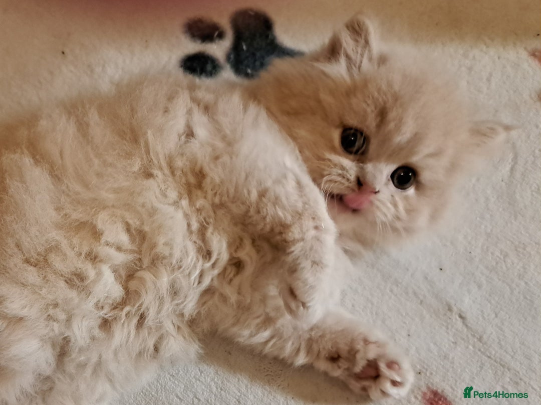 British Longhair cats for sale: Chunky BLH kitten.PET ONLY - Image 3