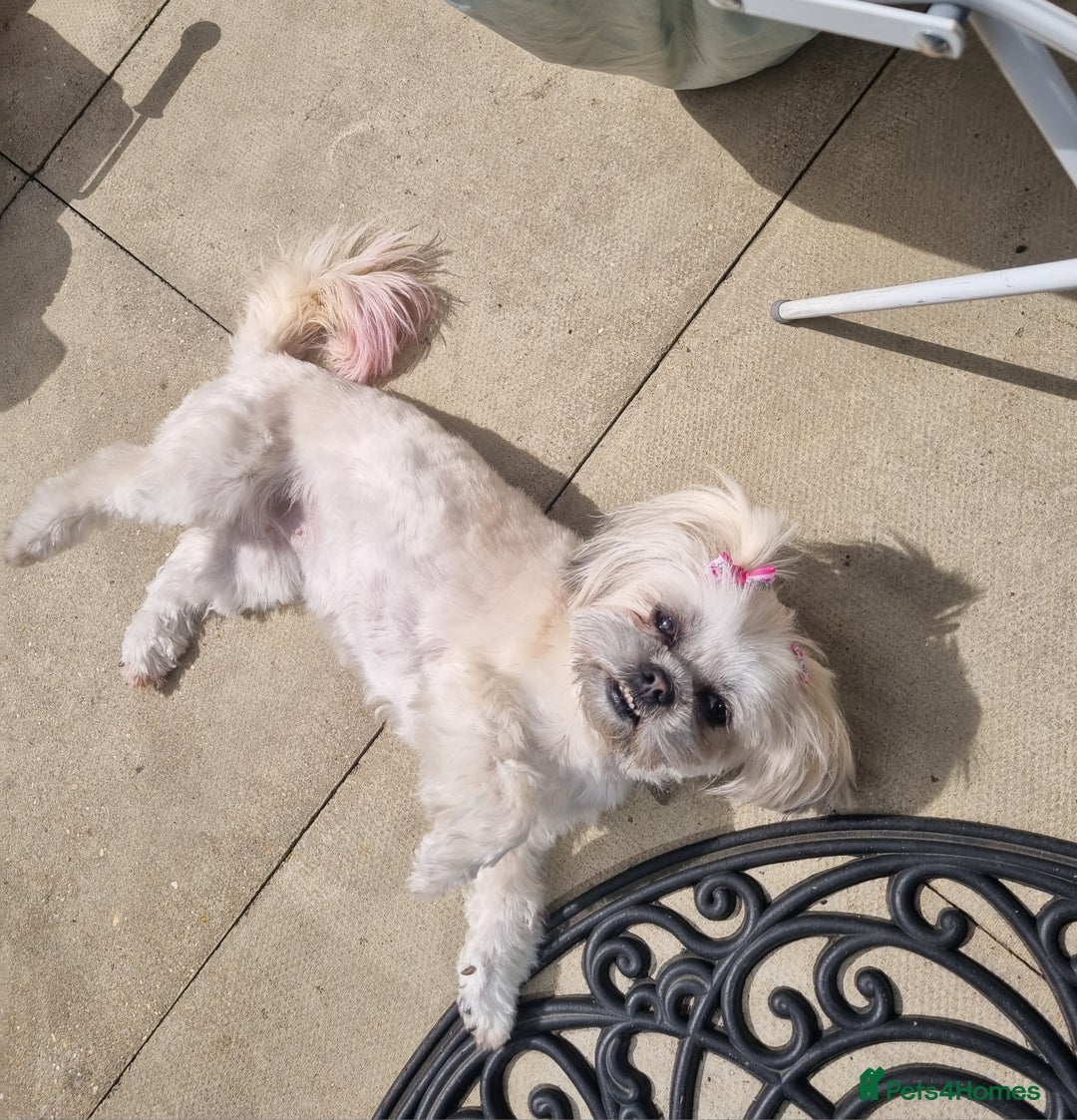 Malshi dogs for sale: ❤️ Loving Home Wanted for Our Beautiful Penny ❤️ - Image 12
