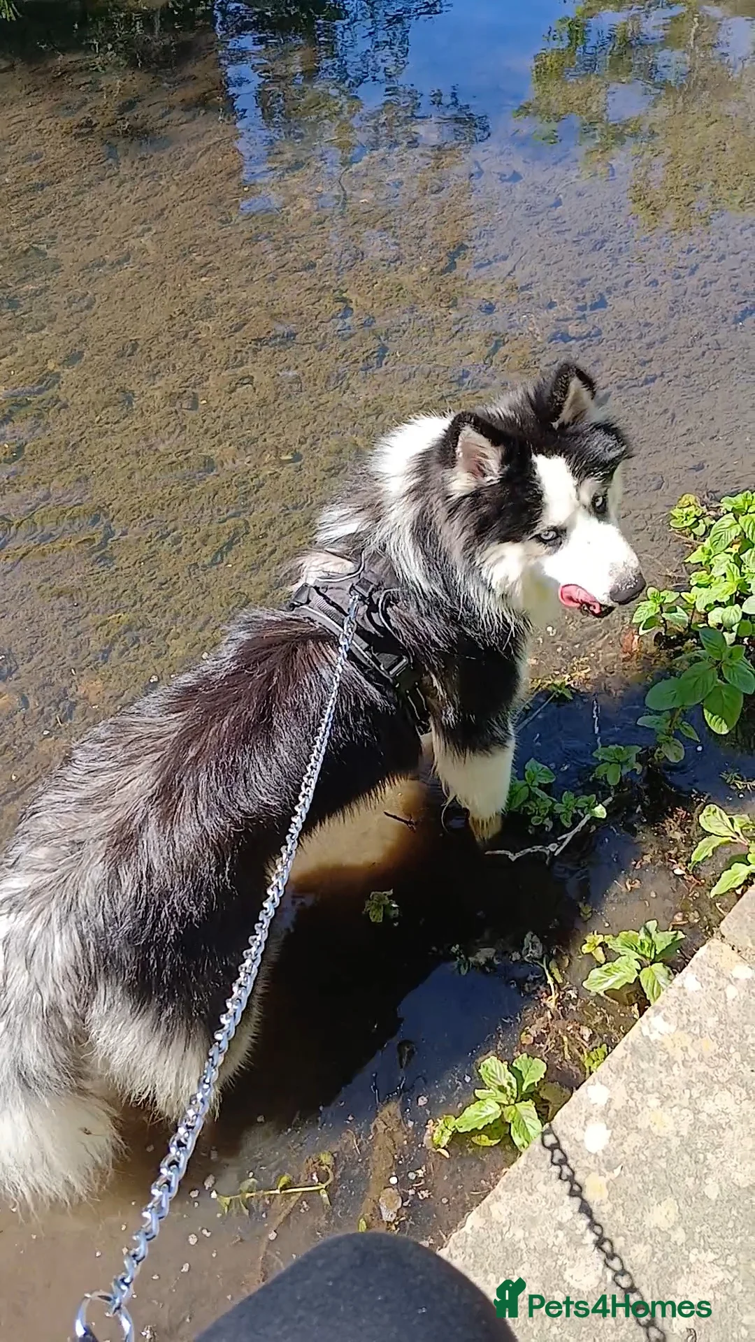 Siberian Husky dogs for sale: Beautiful 15 month pup in Bury Saint Edmunds - Advert 6