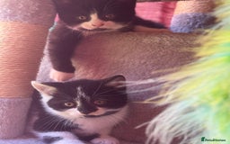 Brazilian Shorthair cats for sale: Kitten 🐈‍⬛  - Image 3