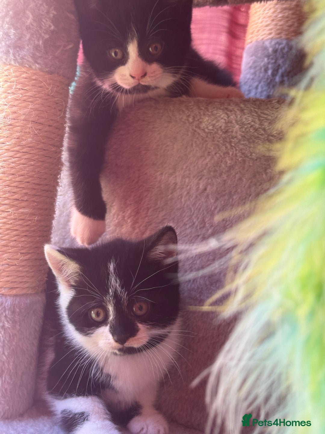 Brazilian Shorthair cats for sale: Kitten 🐈‍⬛  - Image 3