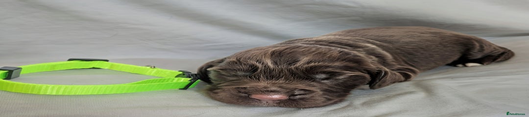 Sprocker Puppy 1