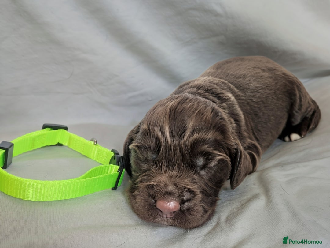 Sprocker dogs for sale: 🐶✨ F2 Sprocker Puppies – Growing Beautifully! ✨🐶 - Image 8