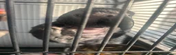 Parrots birds for sale: 15 Year old African Grey - Advert 4