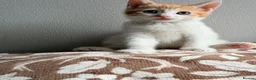 Mixed Breed cats for sale: Stunning ginger and white kittens available!!! - Advert 9