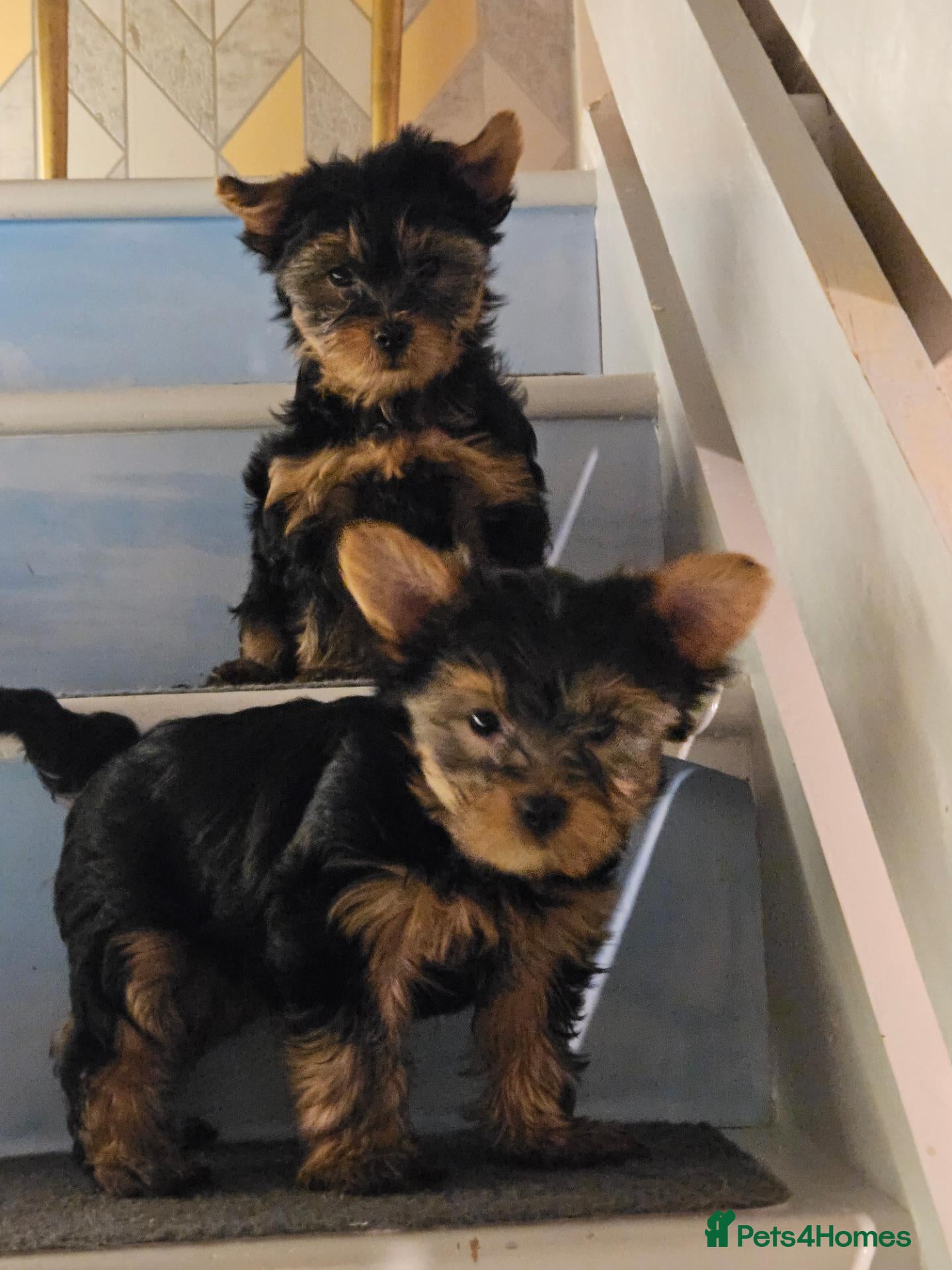 Yorkshire Terrier dogs Yorkshire Terrier Puppies Looking for Loving Homes - Advert 2