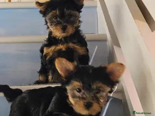 Yorkshire Terrier dogs Yorkshire Terrier Puppies Looking for Loving Homes - Advert 2