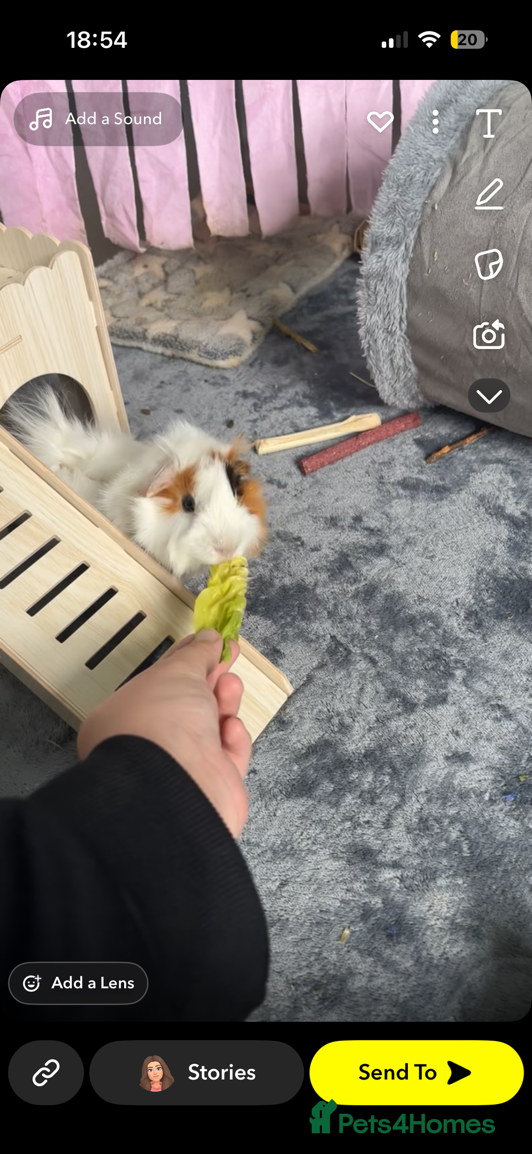 Guinea Pig rodents for sale: Guinea pigs and set up price can be discussed - Advert 2
