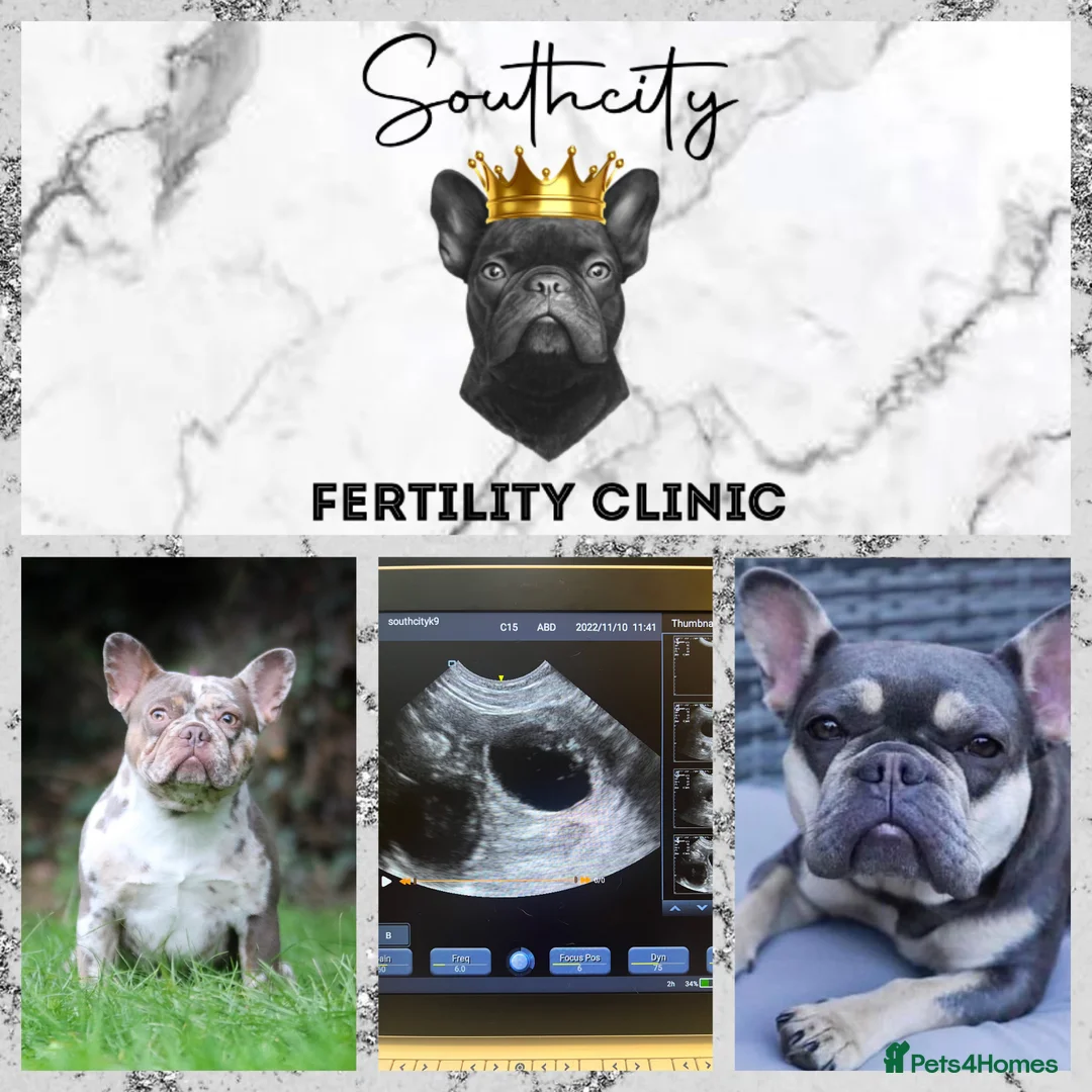 French Bulldog dogs for stud: VEGAS- new shade Isabella & tan Merle  in Southampton - Advert 21