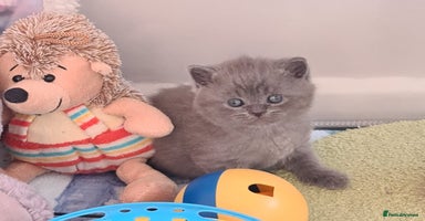 British Shorthair cats British ShortHair kittens Register GCCF  - Advert 1