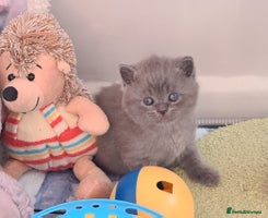 British Shorthair cats British ShortHair kittens Register GCCF - Advert 1