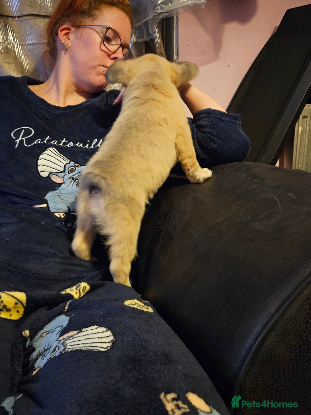 French Bulldog dogs for sale: KC French bulldogs READY FOR THEIR FOREVER HOME 💙 - Advert 9