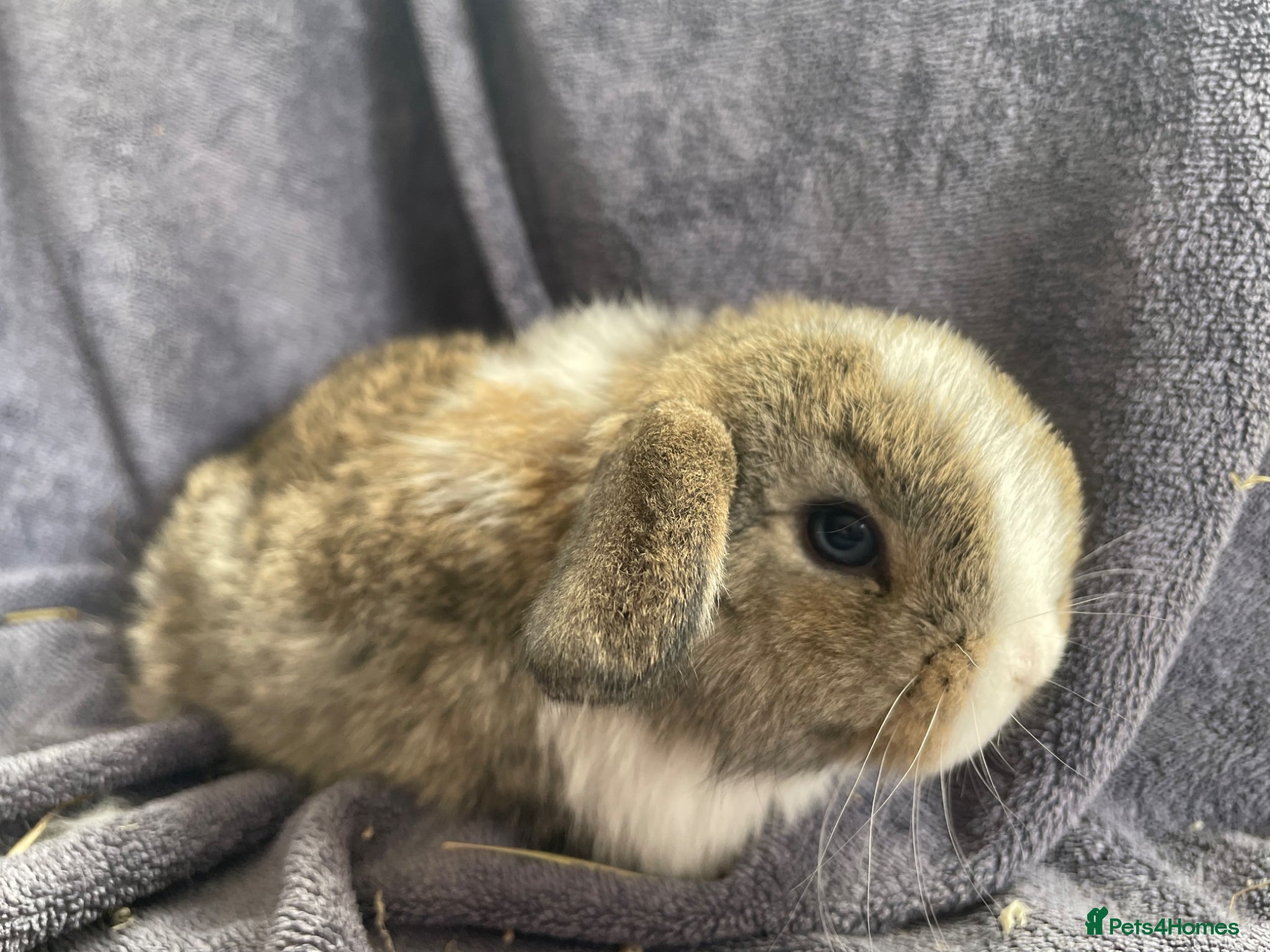 Mini Lop rabbits Mini lops ready to reserve  - Advert 12