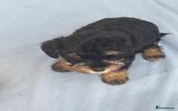 Mixed Breed dogs for sale: Lucus terrier cross toy poodle puppies - Advert 11