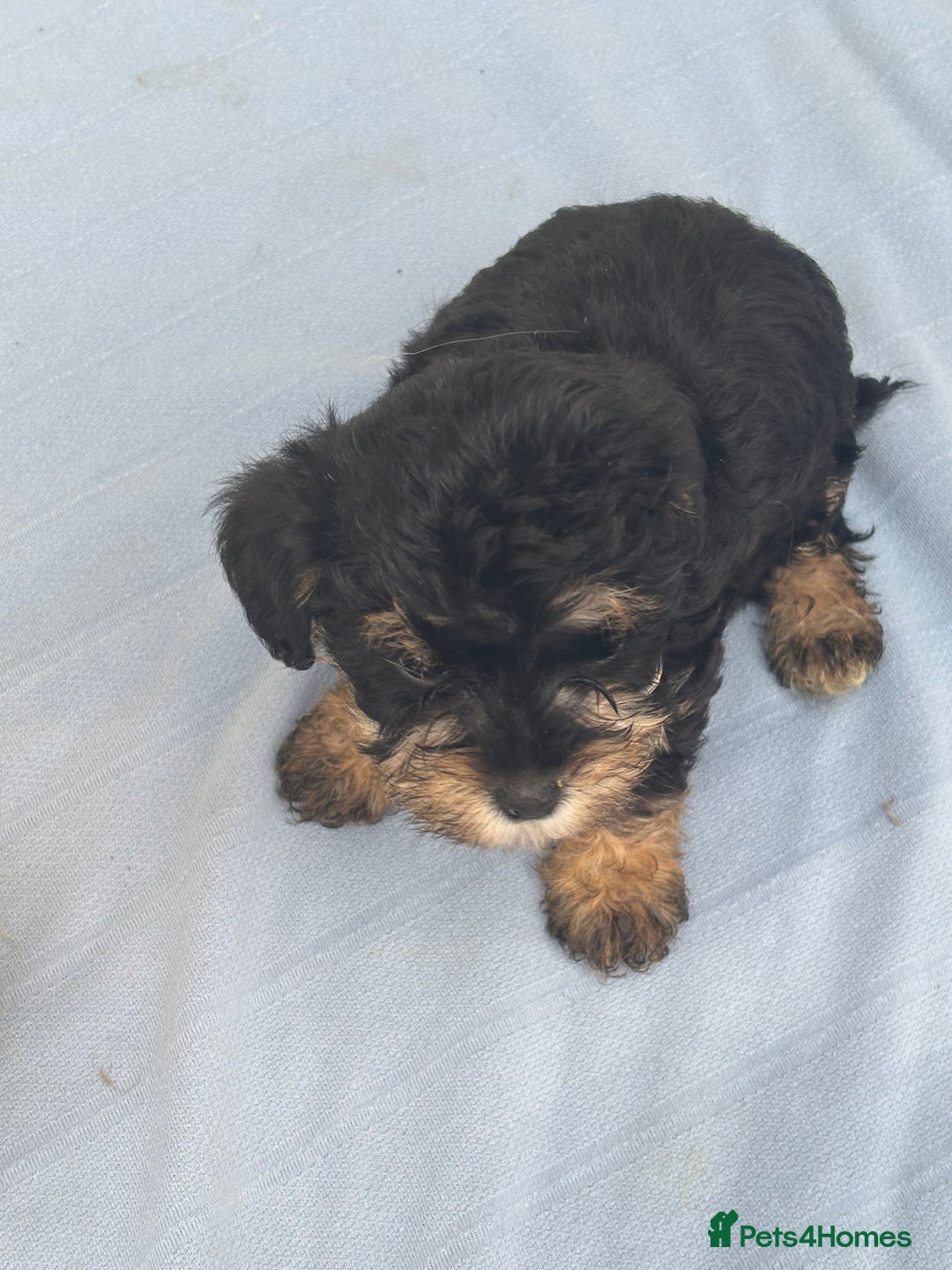 Mixed Breed dogs for sale: Lucus terrier cross toy poodle puppies - Advert 11