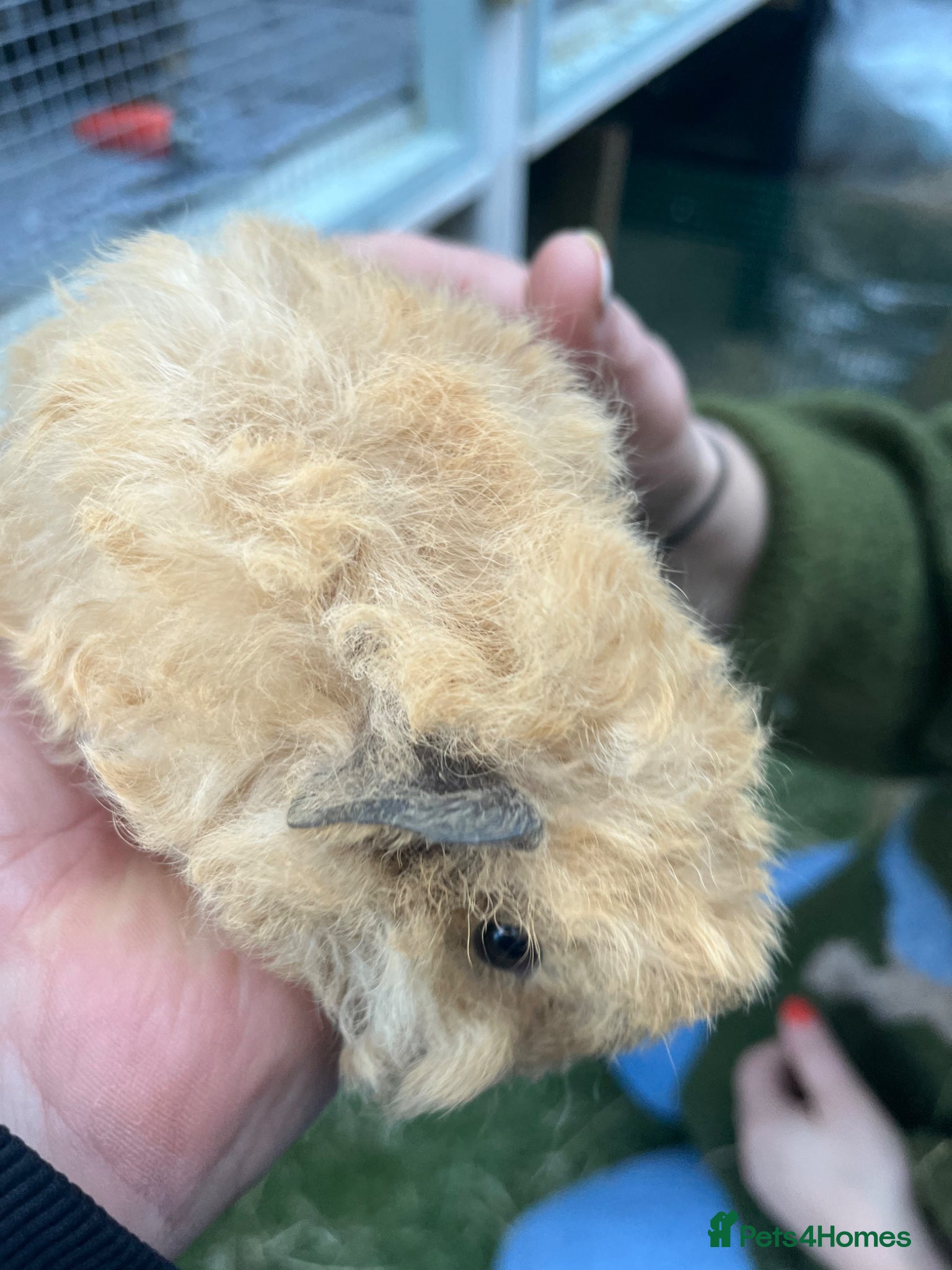 Guinea Pig rodents Pure bred texel Guinea Pigs - Advert 2