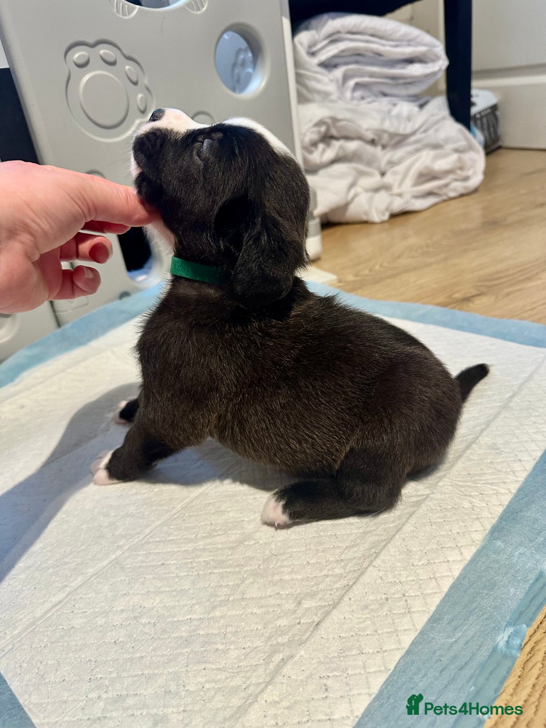 Mixed Breed dogs for sale: Lab- Cane Corso Puppies Looking for Loving Homes - Advert 5